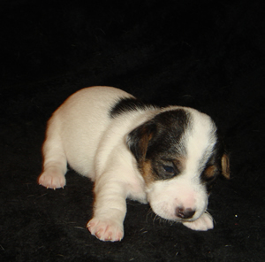 Puppy 3 Female